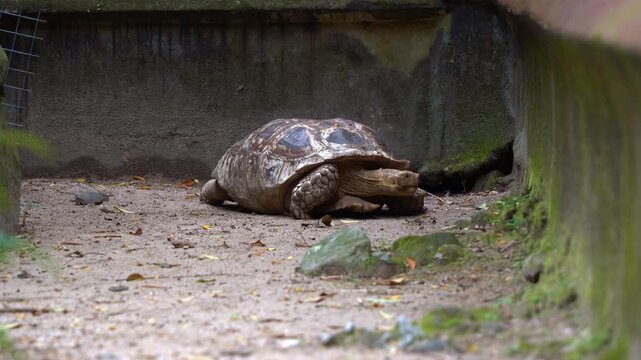 Close up shot of an old stumpy African spurred tortoise, centrochelys sulcata spotted resting on the ground.