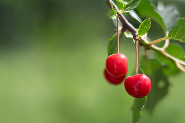 Vibrant red cherries hanging on a branch amidst green foliage, copy space