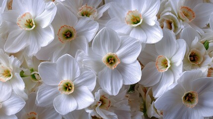 White daffodils, with striking orange centers, create a beautiful floral background. Use it for spring designs, wedding invitations, and elegant greeting cards.