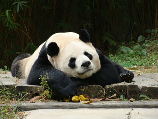 Cute giant panda lying on the ground, resting peacefully.