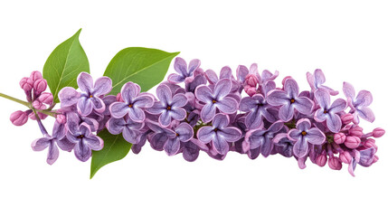 A vibrant purple  flowers intricately textured and naturally isolated on a white background, captures the essence of the fall season.