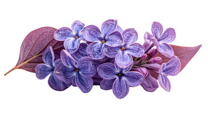 A vibrant purple flowers and   leaf, intricately textured and naturally isolated on a white background, captures the essence of the fall season.