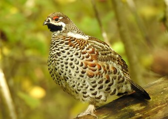 Hazel Grouse