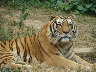 Powerful wild tiger resting on grassland, gazing into the distance
