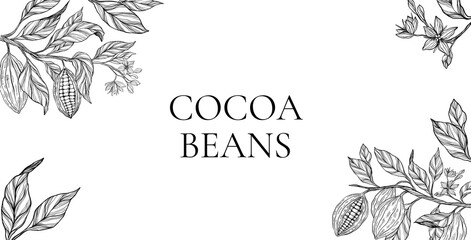 Cocoa plant set, clipart, collection of coca plant illustrations, herbs, botanical banner copy space, plant branch, leaves, flowers. Floral design for chocolate, cacao, healthy food, sweet, tasty