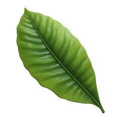 Fototapeta premium Tropical Leaf PNG Clipart with Transparent Background