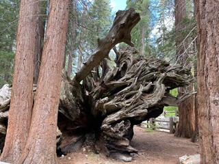 Nature and trees landscape