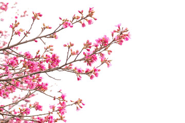 Pink cherry blossoms on branches isolated on a transparent background pink flowers