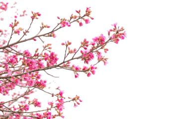 Pink cherry blossoms on branches isolated on a transparent background pink flowers