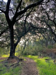 Nature and trees landscape