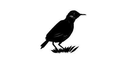 Sao Tome Short-tail bird, black isolated silhouette