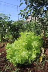 Lettuce Plants In A Fertile Garden