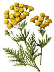 Illustration of Tansy Flower on Transparent Background
