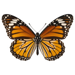 Fototapeta premium Elegant monarch butterfly with stunning orange wings isolated for educational or design projects