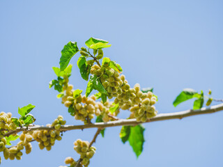 fresh mulberries on a tree branch