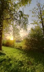 Naklejka premium A serene and peaceful forest scene captured at sunset, showcasing the vibrant greenery and beautiful golden light