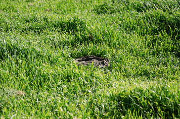 Cow dung on green grass in rural pasture  natural fertilizer concept.