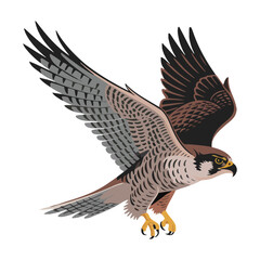 Fototapeta premium Falcon Bird, vector illustration on white background.