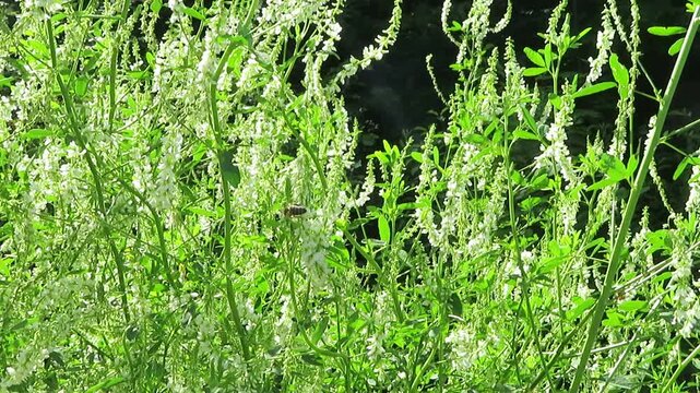 pollinator bees on flowers in summer