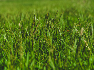 Lovely plants growing in the forest