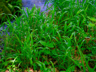 Beautiful green plants in the forest