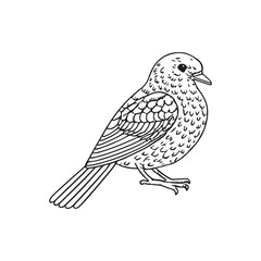 Detailed black and white line drawing of a bird.