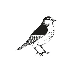 Detailed black and white illustration of a bird.