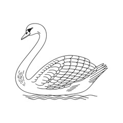 Elegant Swan Line Drawing on Water