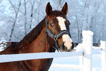 Dressage horse in winter ranch with strong snow storm, snowflakes covered animal