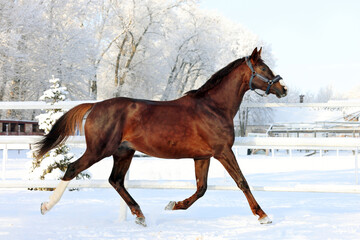 Dressage horse in winter ranch with strong snow storm, snowflakes covered animal