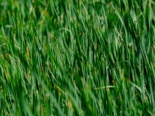 Beautiful green plants in the forest