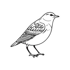 Hand-drawn Illustration of a Bird in Profile View