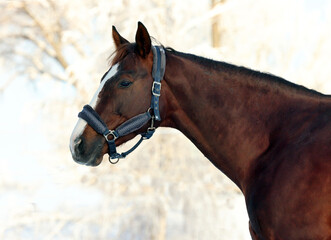 Dressage horse in winter ranch with strong snow storm, snowflakes covered animal