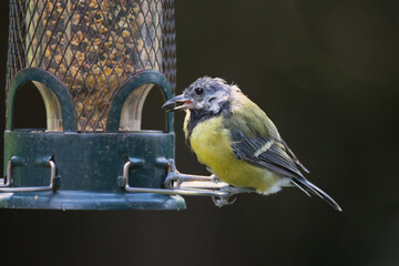a close up of a great tit on a feeder. Ot has a seed in its mouth and the feathers on its head have been plucked out, making it look ragged