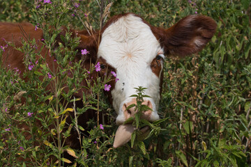 A close up of the head of a brown cow with a white face hidden among the vegetation as it feeds.  Its tongue is sticking out as it feeds