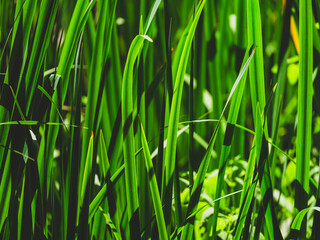 Beautiful green plants in the forest