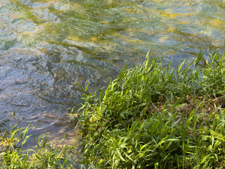 Green plants growing along the riverbank