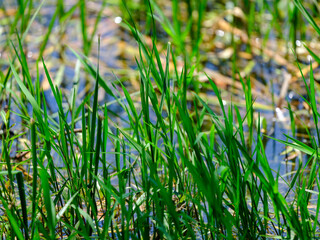 Beautiful green plants in the forest