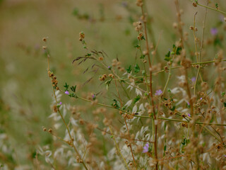 Lovely plants growing in the forest