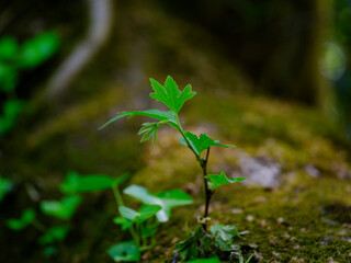 The leaves on the tree branch in the forest