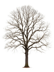 Majestic bare tree with intricate branches stands strong, symbolizing resilience and nature's beauty.