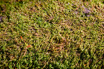 Green moss on the tree trunk