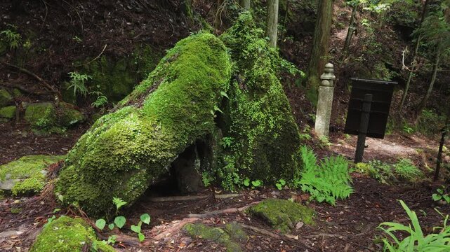 Moss-Covered Kesa-Kake Rock at the 55th Stone Marker on the Koyasan Choishimichi Pilgrimage Route &ndash; Koya Town, Wakayama, Japan　世界遺産・高野参詣道 町石道「 55町石にある苔で覆われた袈裟掛石」和歌山県高野町