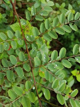 Beautiful water drops on a Breynia Retusa Plant with green foliage and maroon color branch background