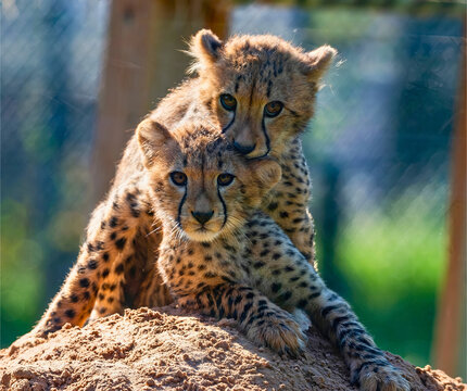 Cheetah Cubs Snuggling on a Dirt Mound - Powered by Adobe