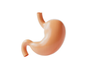 Realistic 3D Model of a Human Stomach Anatomy for Medical Visualization and Education on transparent background
