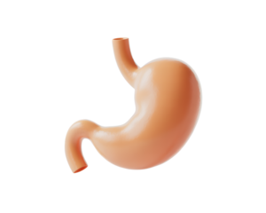 Realistic 3D Model of a Human Stomach Anatomy for Medical Visualization and Education on transparent background