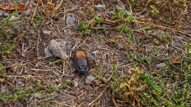 Big black madagascar cockroach crawling and running in natural habitat, insect wildlife documental footage, close up shot of cockroach running on the soil outdoors.