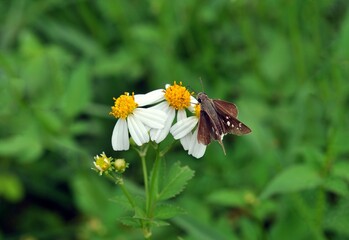 butterfly on a flower