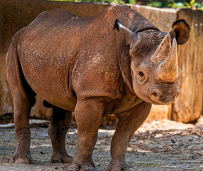 Obraz premium Black Rhinoceros Standing Strong in Zoo Habitat